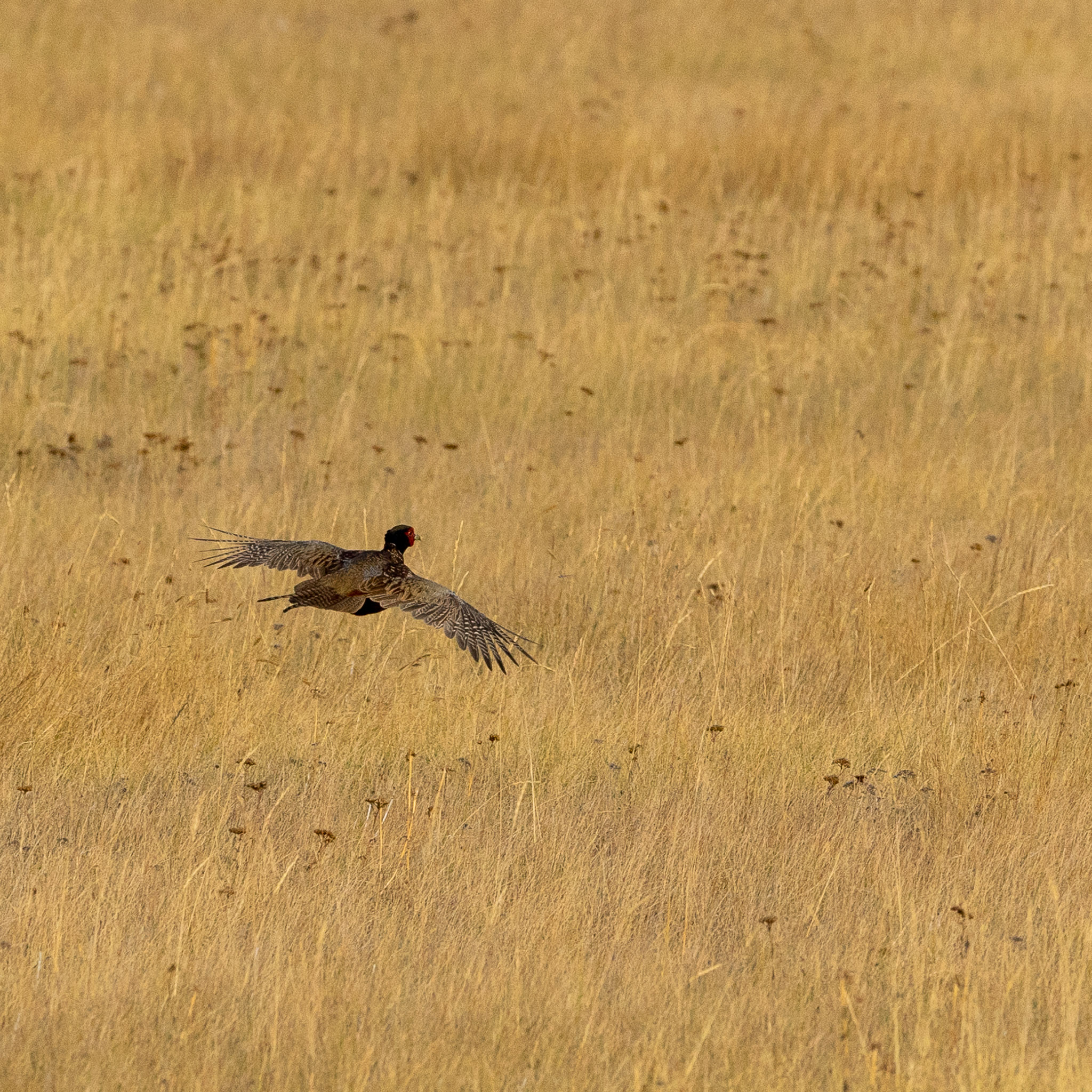  Pheasant | Sony A7ii | Sony FE 100-400 ƒ4.5-5.6 GM | 400mm | 1/4000 sec | ƒ8 | ISO 400 