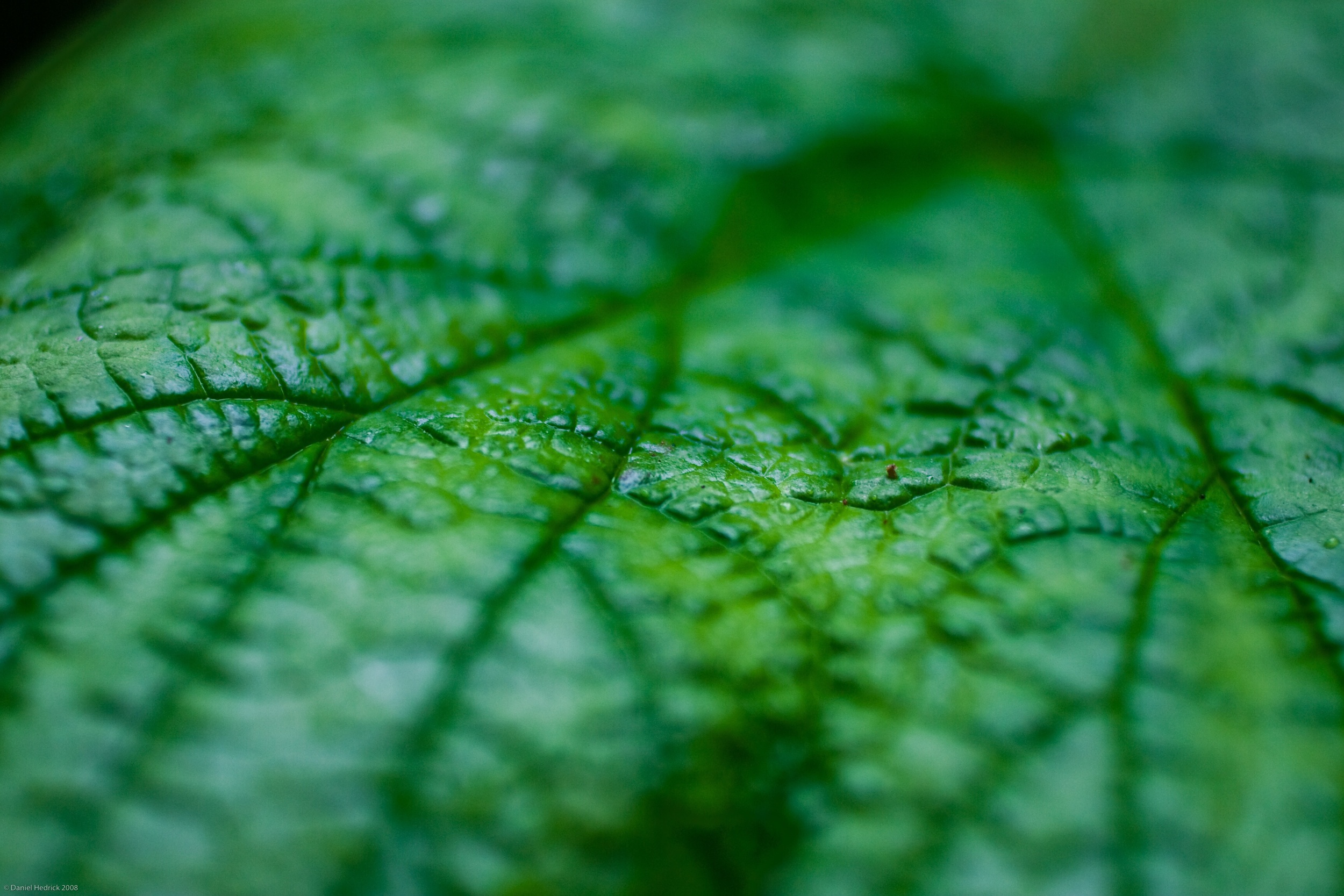  Leaves have awesome textures  