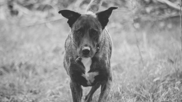  5D MkIII • 1/350 sec at ƒ/5.6 • ISO 2500 • 300mm 