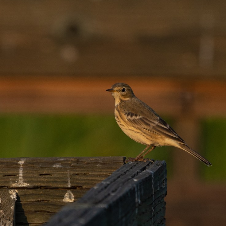  Sony A7ii | Sony FE 100-400 ƒ4.5-5.6 GM | 318mm | 1/1000 sec | ƒ7.1 | ISO 400 