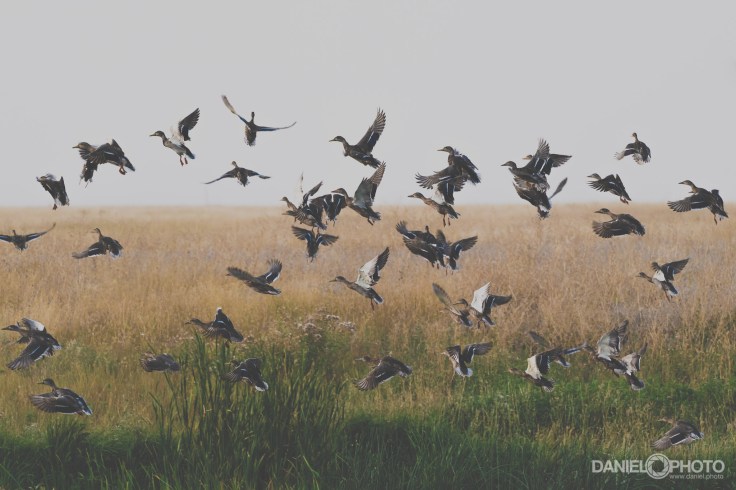  Chaos | Sony A7ii | Sony FE 100-400 ƒ4.5-5.6 GM | 400mm | 1/800 sec | ƒ8 | ISO 800 